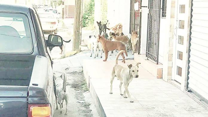 Se reduce la presencia de perros callejeros