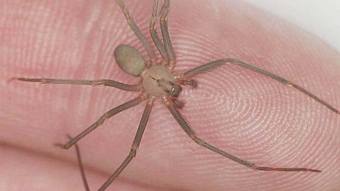Advierten presencia de animales ponzoñosos Advierten presencia de animales ponzoñosos