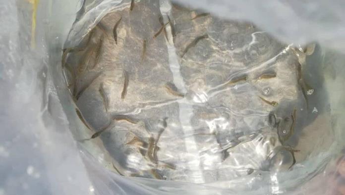 Siembran 10 mil Peces en la Presa "Venustiano Carranza" 