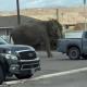 Elefante se fuga de circo en Montana y se pasea por las calles