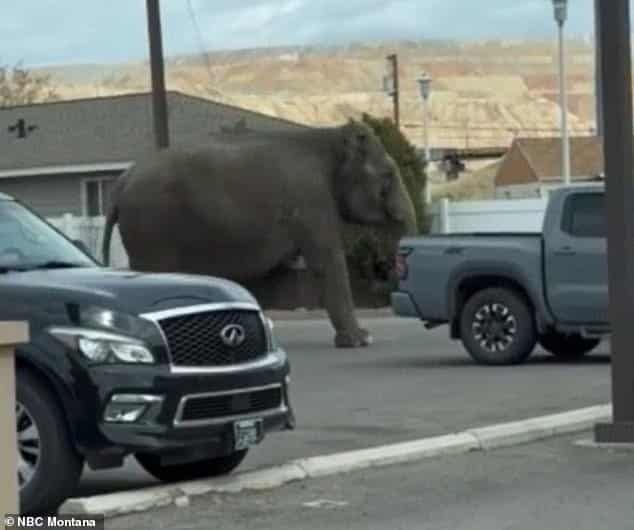 Elefante se fuga de circo en Montana y se pasea por las calles