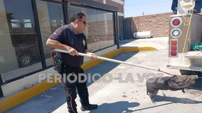 Aterroriza Pumba a empleadas de restaurante; Se metió hasta la cocina Aterroriza Pumba a empleadas de restaurante; Se metió hasta la cocina