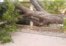 Autoridades atienden reportes de árboles caídos en diferentes zonas de Zaragoza