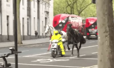 Caballos ensangrentados causan pánico en Londres