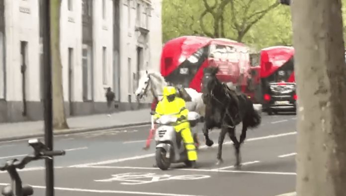 Caballos ensangrentados causan pánico en Londres
