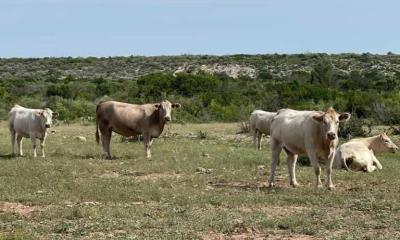Alarma sequía a ganaderos