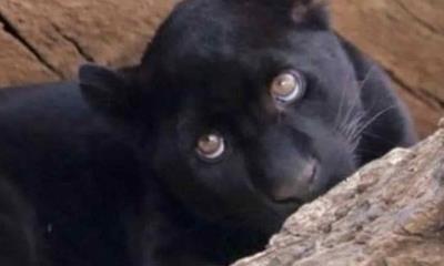 Jaguar murió por agua contaminada en zoológico de Morelia