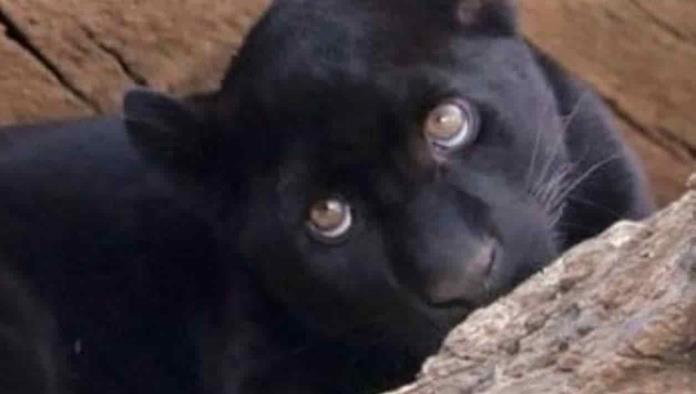Jaguar murió por agua contaminada en zoológico de Morelia