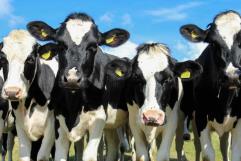 Se extiende gripe aviar en vacas lecheras en Estados Unidos