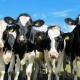 Se extiende gripe aviar en vacas lecheras en Estados Unidos