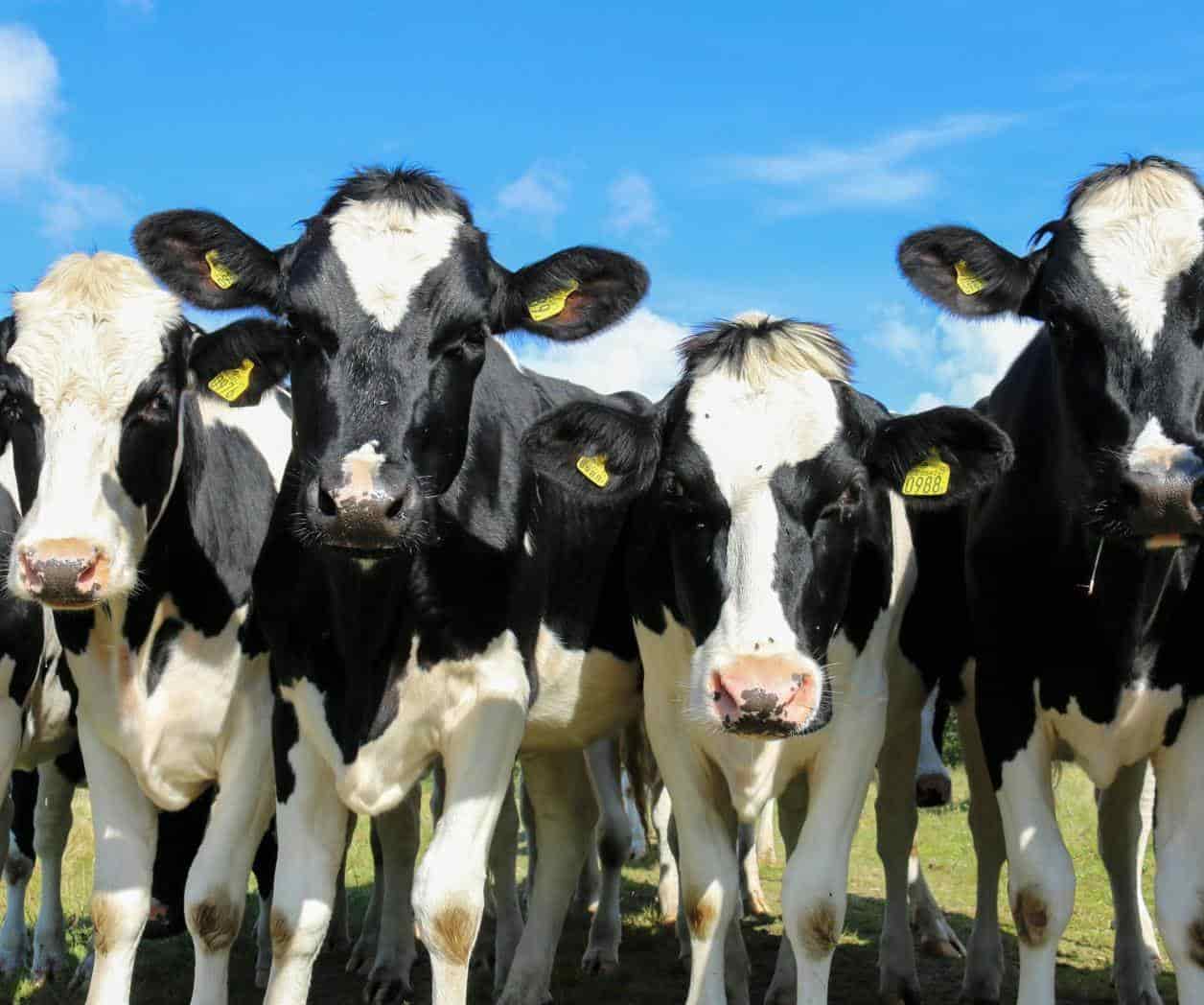 Se extiende gripe aviar en vacas lecheras en Estados Unidos