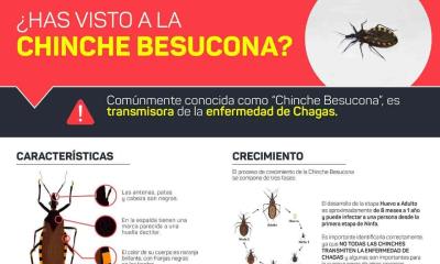 Alertan por presencia de "chinche besucona" en la periferia 
