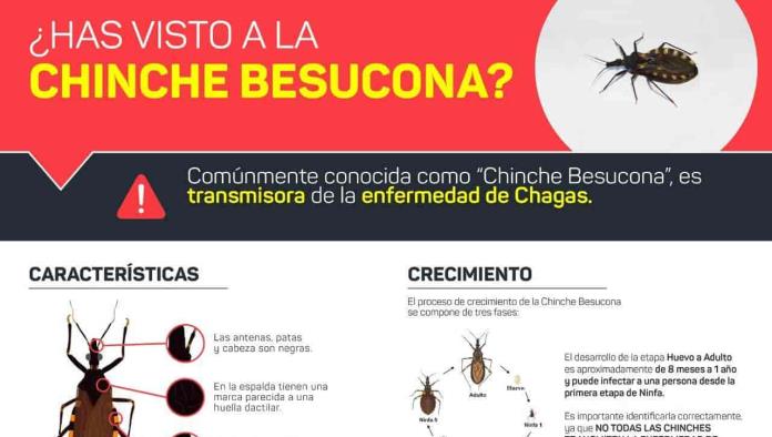 Alertan por presencia de “chinche besucona” en la periferia 