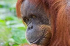 Orangután sorprende por hacer medicina para curar sus heridas