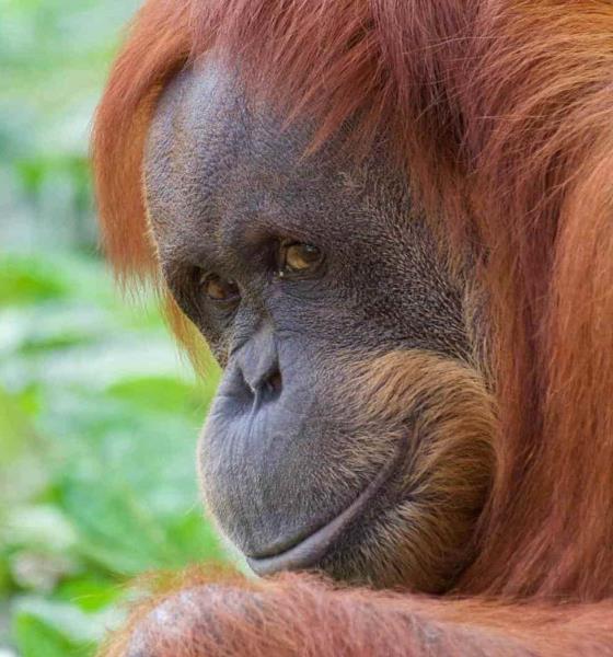 Orangután sorprende por hacer medicina para curar sus heridas