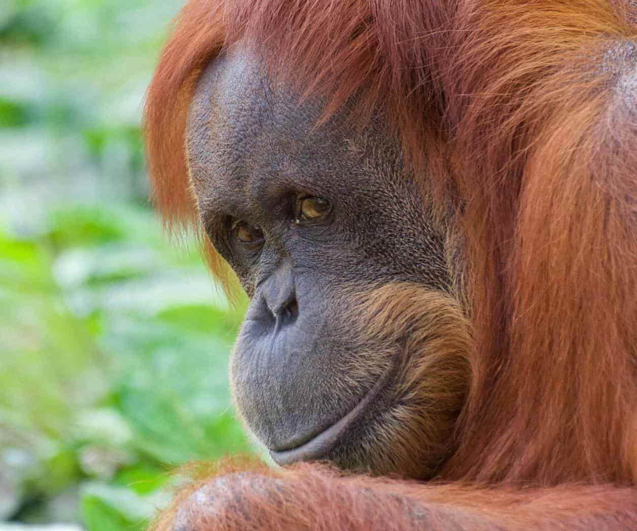 Foto de Andrew Patrick: https://www.pexels.com/es-es/foto/animal-mono-fauna-fotografia-de-animales-6556227/