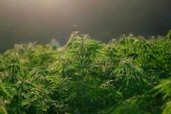 Usuarios de mariguana ven cerca legalización
