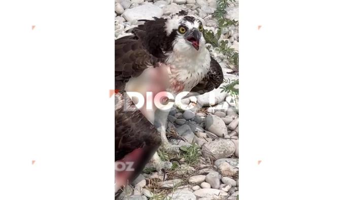 Sabinenses Rescatan Águila Pescadora Herida