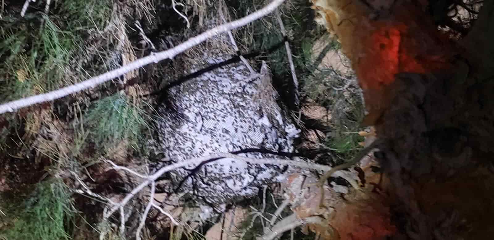 Atacan abejas negras