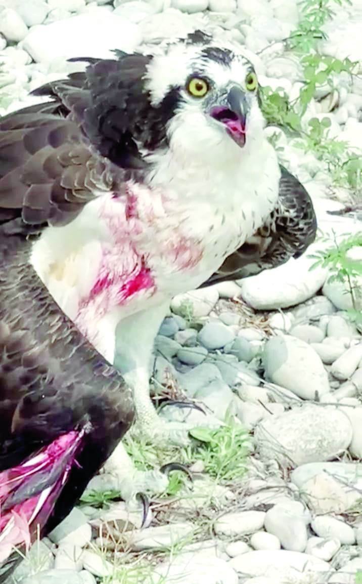 Rescatan águila herida