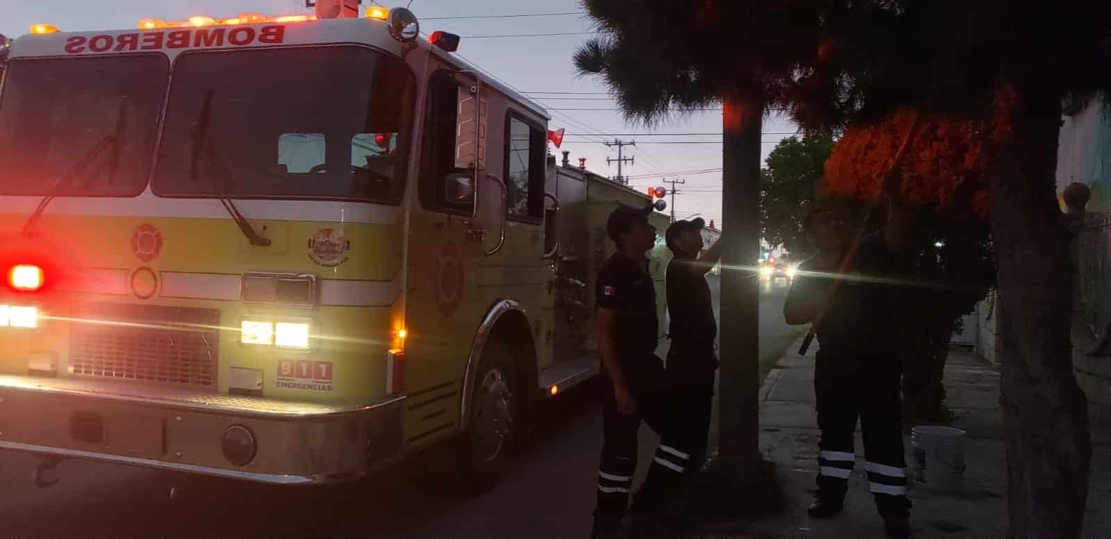 Abejas Negras Atacan a Señora en la Huitrón