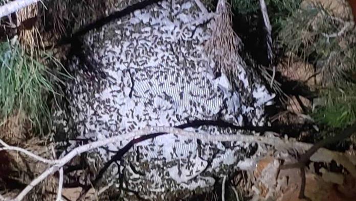 Abejas Negras Atacan a Señora en la Huitrón