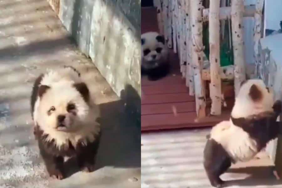 ¿Fraude o Ingenio? Zoológico Chino pinta perritos como PANDAS para atraer turistas