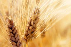 China aprueba el uso de trigo editado