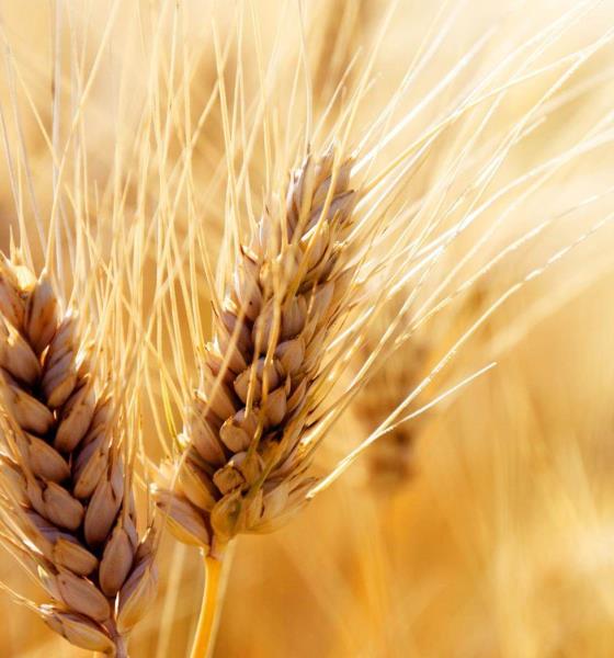 China aprueba el uso de trigo editado