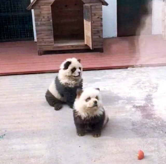 ¿Fraude o Ingenio? Zoológico Chino pinta perritos como PANDAS para atraer turistas