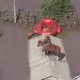Rescatan a caballo en medio de inundaciones en Brasil