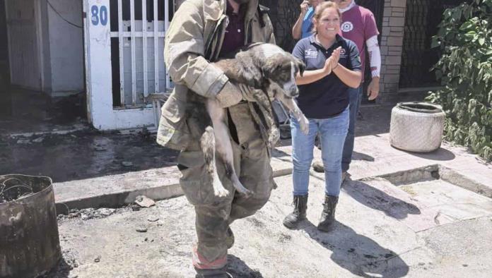 Rescatan a mascotas de voraz incendio