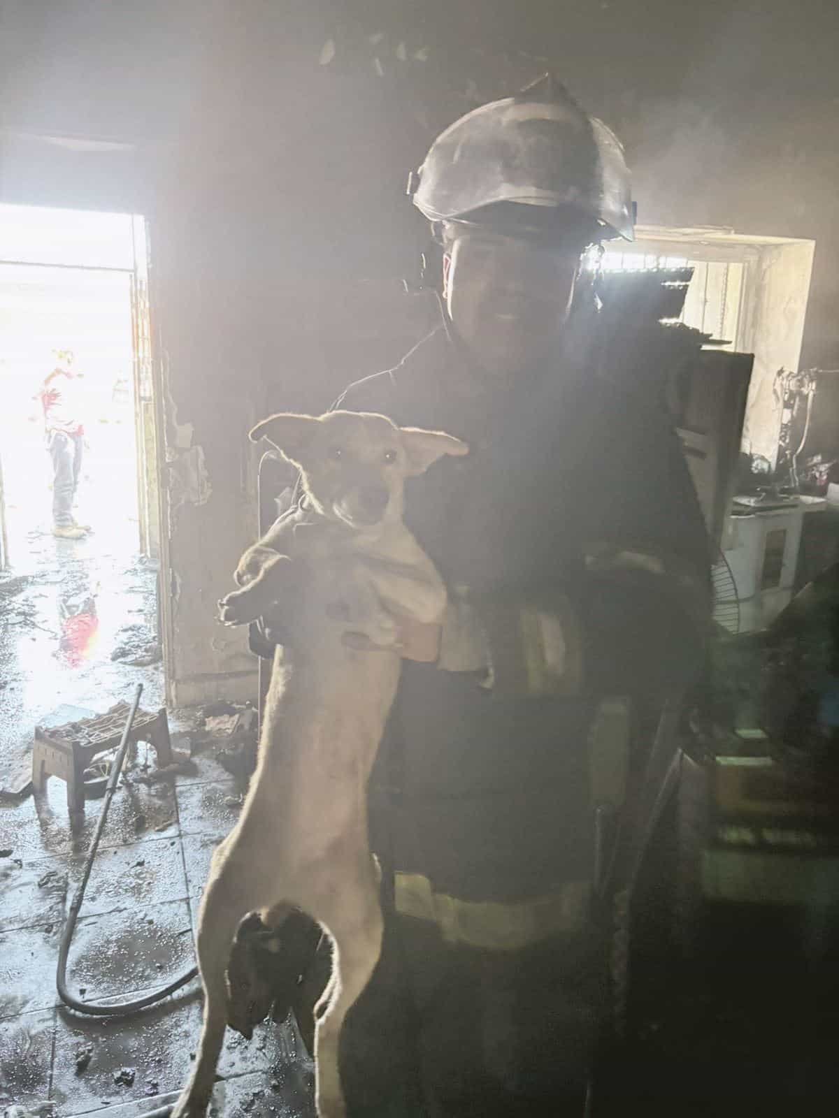Rescatan a mascotas de voraz incendio