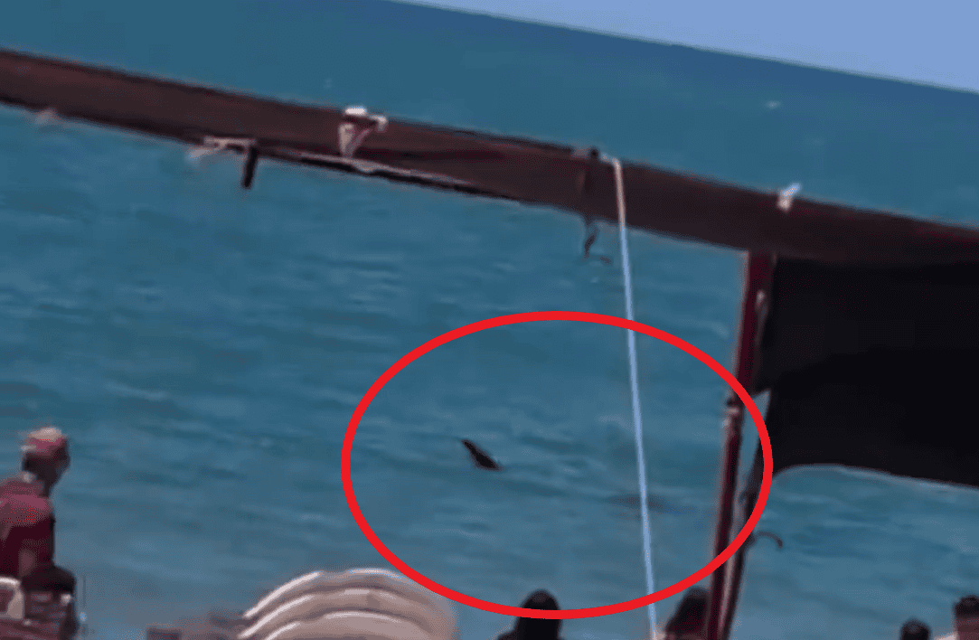 Captan a tiburón merodeando playas de Sonora