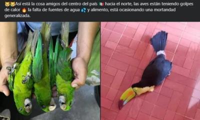 Ola de calor provoca muerte de aves en Tamaulipas y San Luis Potosí
