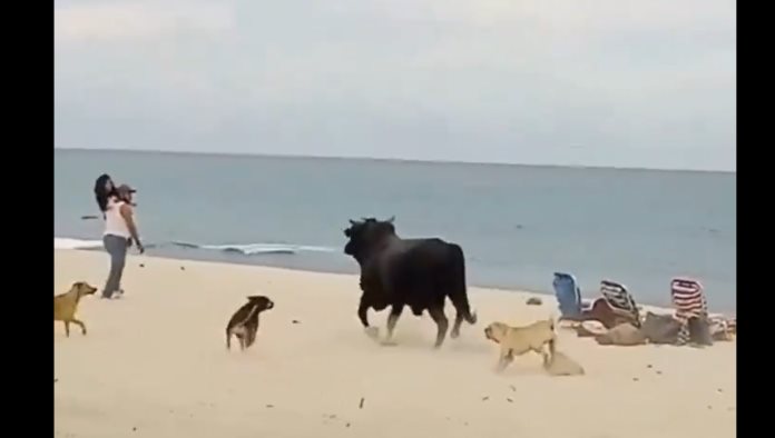 Toro es captado atacando turistas en Los Cabos