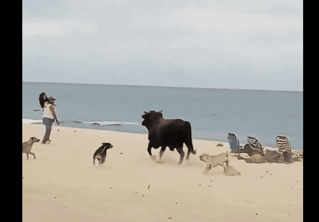 Toro es captado atacando turistas en Los Cabos