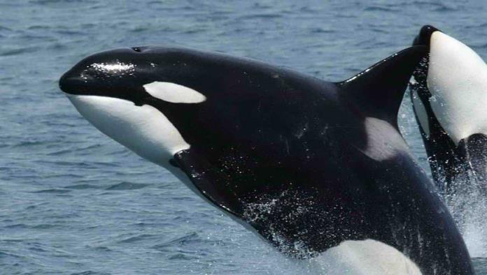 Grupo de orcas vuelven a hundir buque en Europa