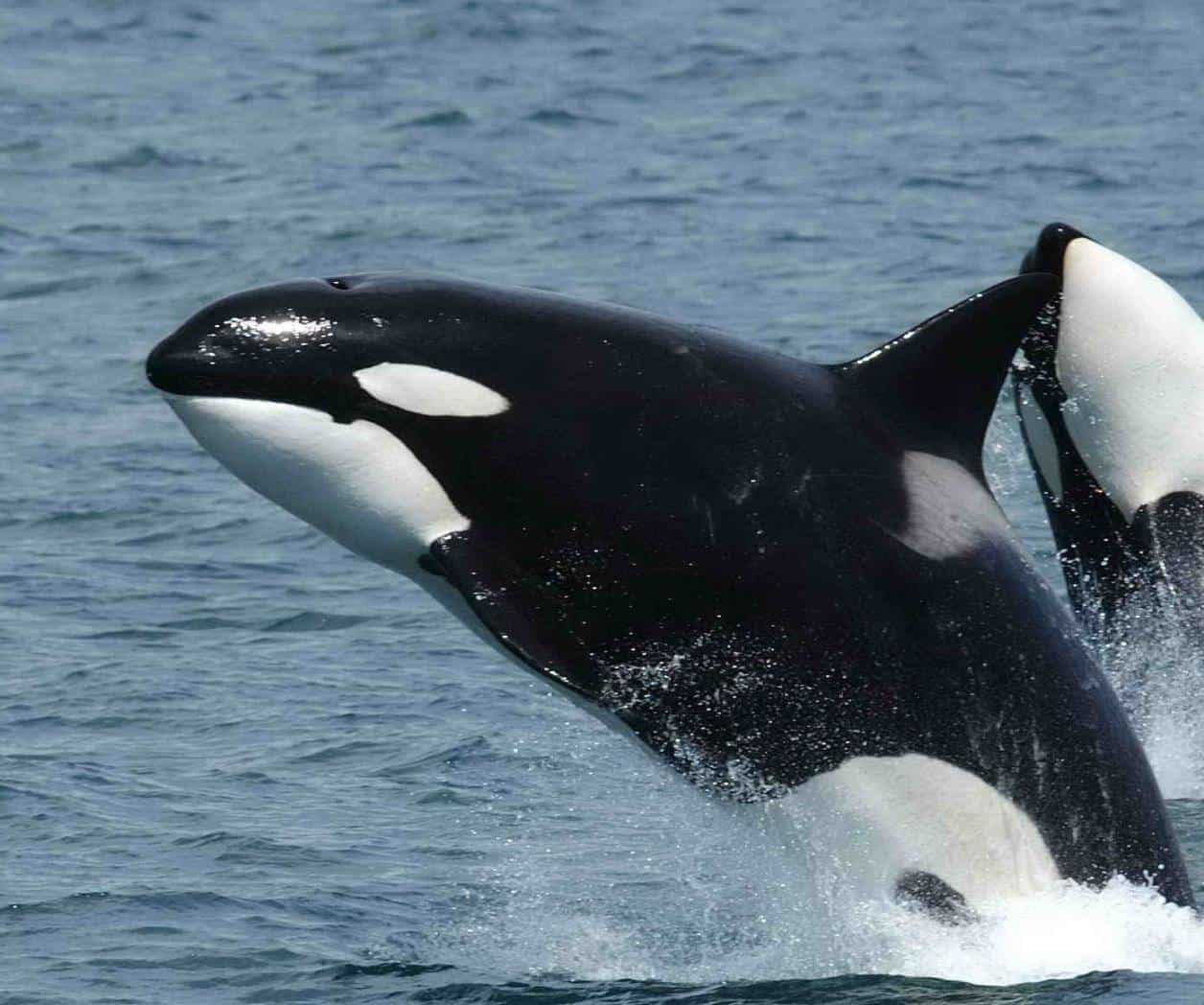 Grupo de orcas vuelven a hundir buque en Europa