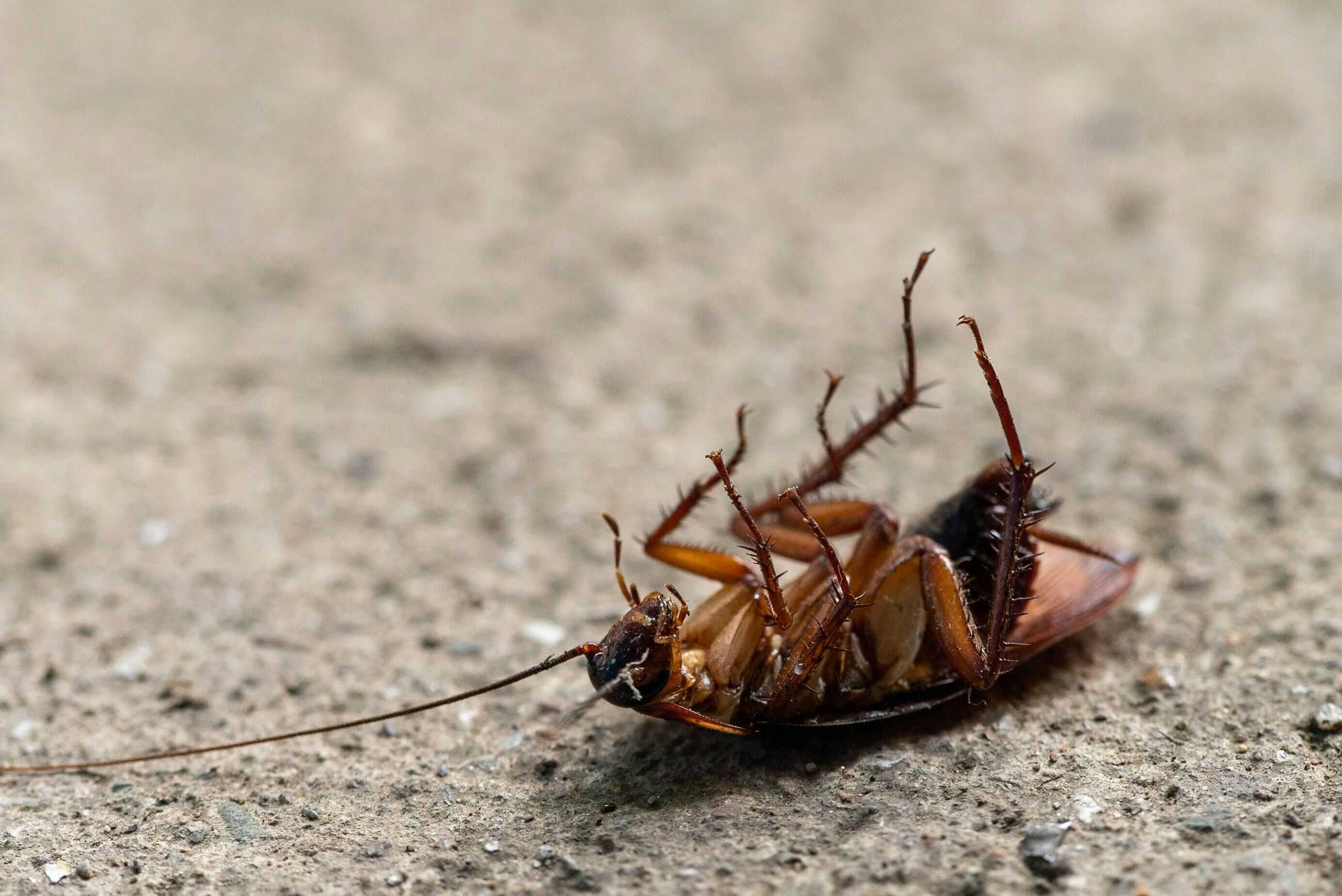 Foto de Picas Joe httpswww.pexels.comes-esfotoinsecto-muerto-fotografia-macro-cucaracha-11362662