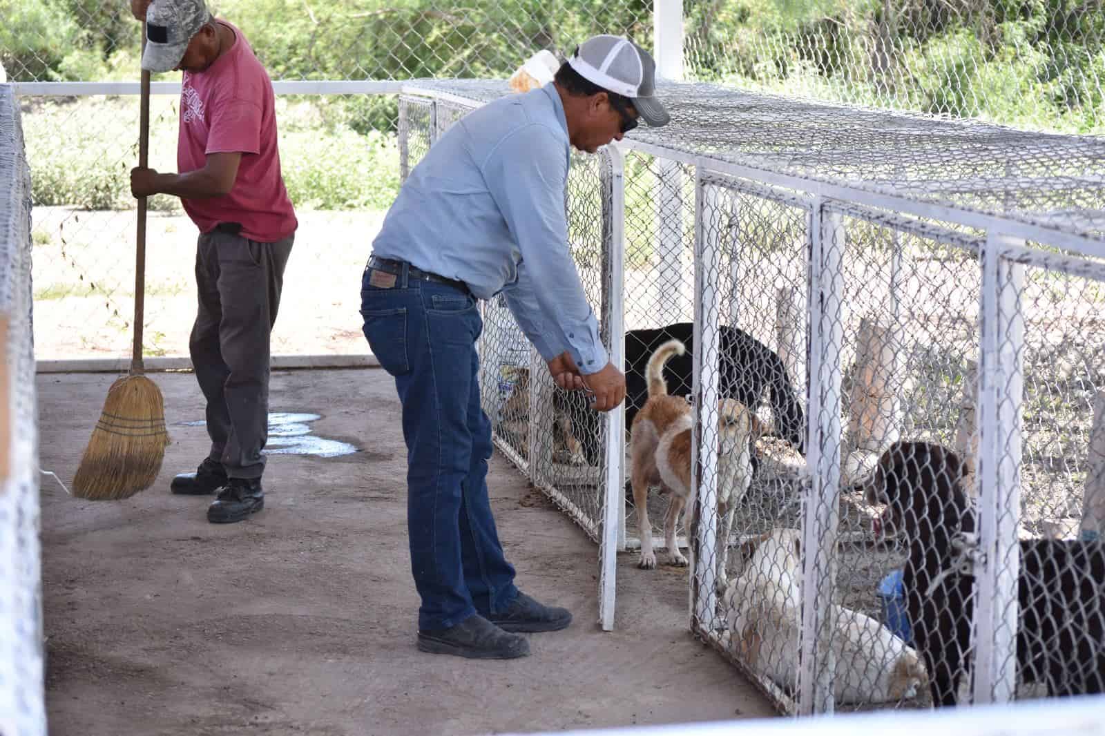 Aumentan atropellos de perros en la calle