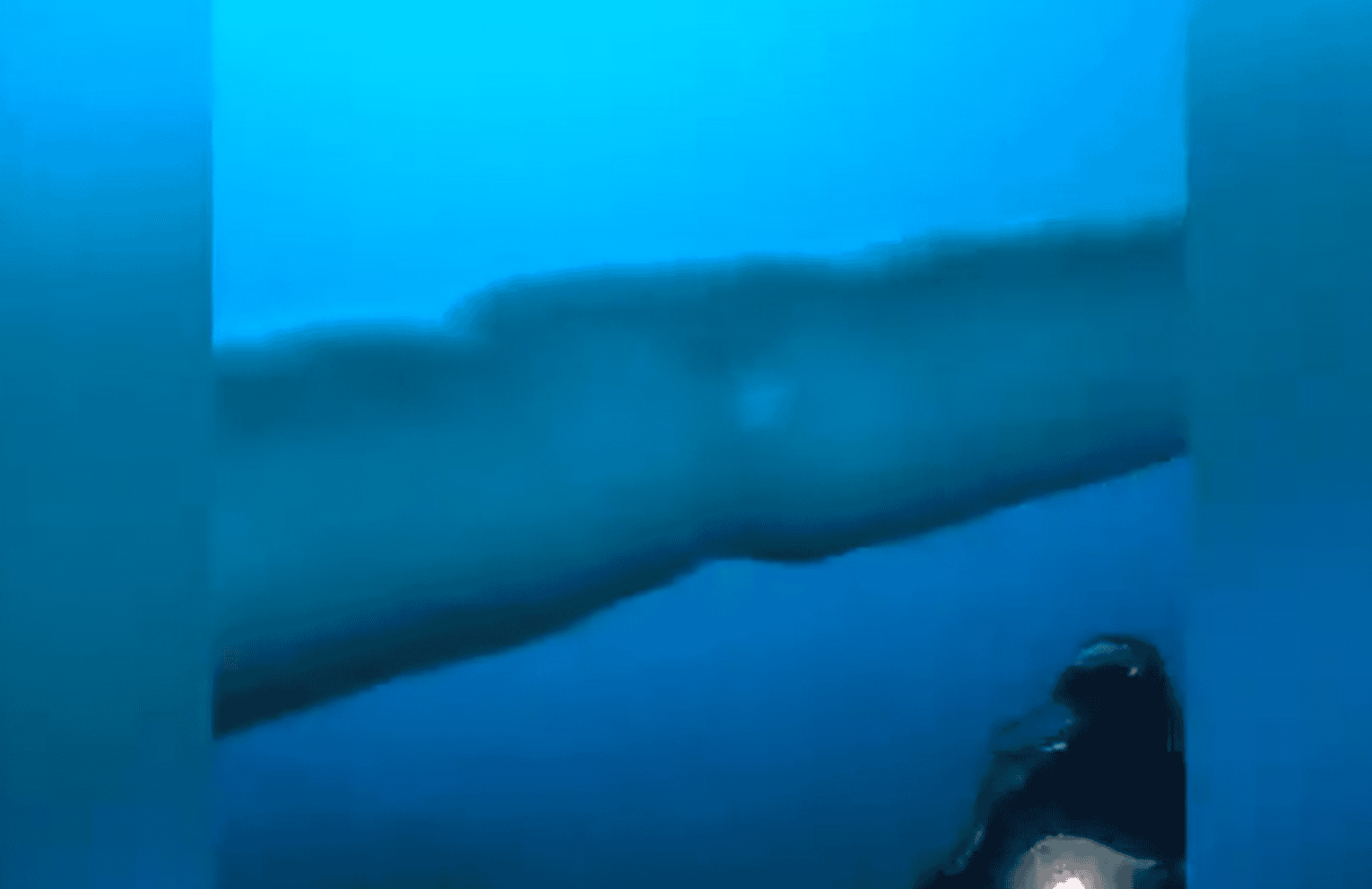 Estas son las extrañas criaturas filmadas en costa de EU