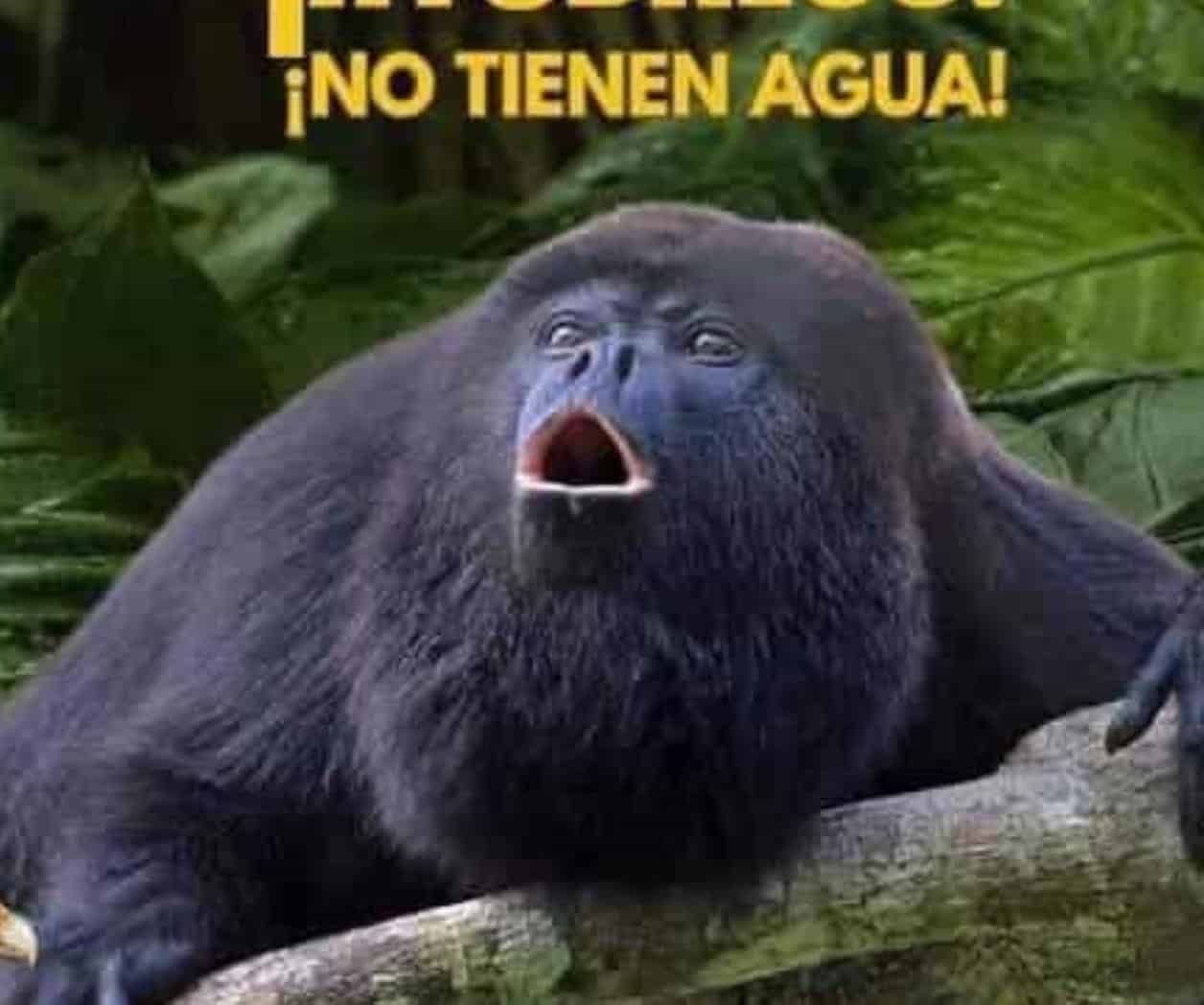 Encuentran decenas de monos aulladores muertos en Chiapas y Tabasco