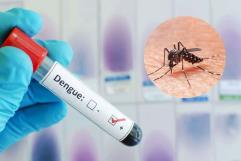 Prevén aumento de enfermedades como dengue y rickettsia