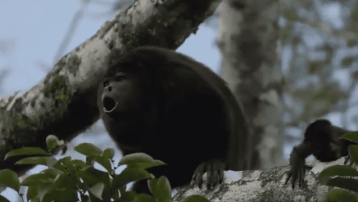 AMLO ofrece ayuda tras muerte de monos saraguatos en Tabasco