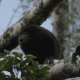 AMLO ofrece ayuda tras muerte de monos saraguatos en Tabasco
