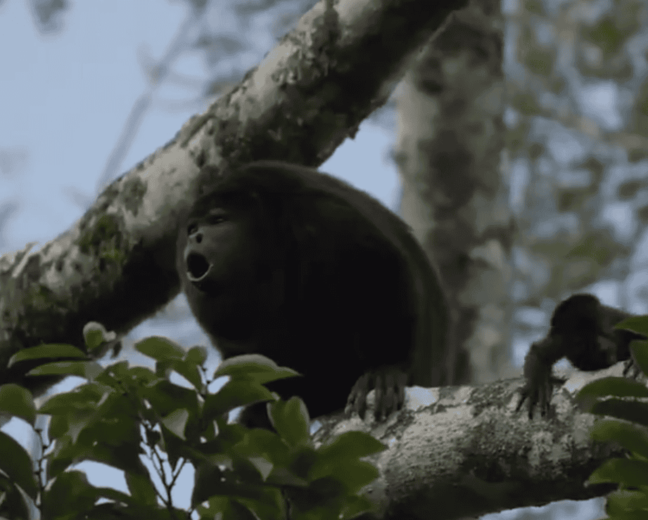 captura de pantalla @NaturaMexicana