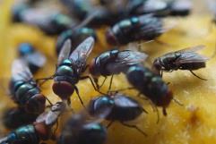 Enfrenta Acuña plaga de moscas en distintos sectores