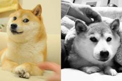 Adiós a un Ícono: Kabosu, el Perro del Meme Doge, Fallece a los 18 Años
