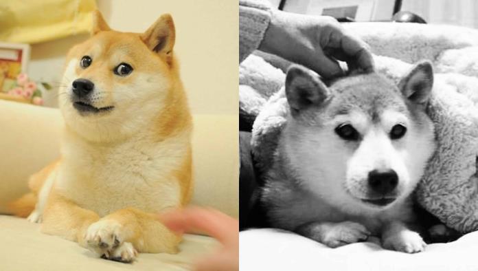 Adiós a un Ícono: Kabosu, el Perro del Meme Doge, Fallece a los 18 Años
